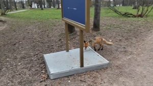 Лиса в Москве.