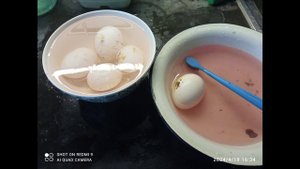Признаки сальмонеллеза у кур несушек и цыплят. Методы лечения и профилактики данного заболевания.