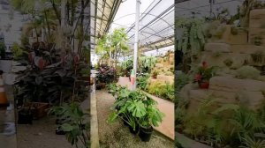 Rainforest Flora Inc. - Air Plant Nursery #airplants #tillandsia