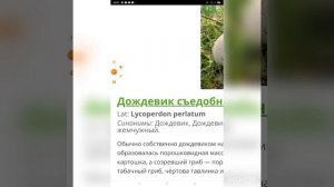 какие бывают грибы????