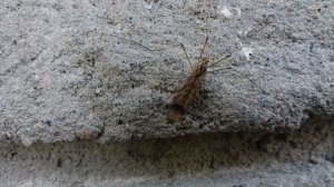 Комар-долгоножка или карамора (лат. Tipulidae)