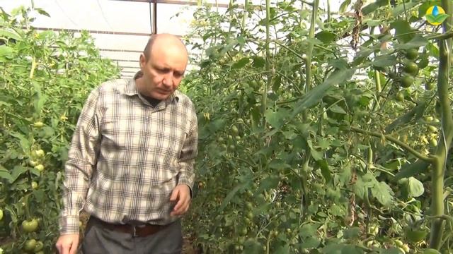 TM 02103 F1 - очень урожайный помидор черри. Дает большой урожай в теплице. смотреть онлайн