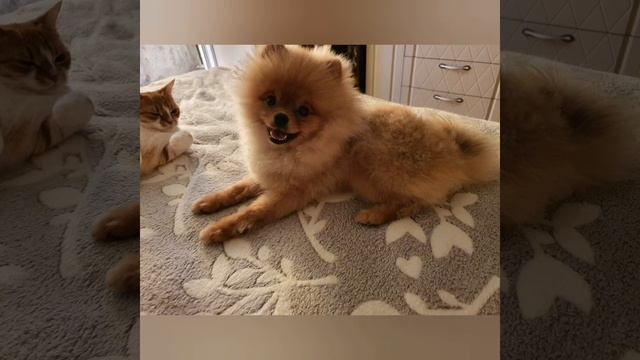 Как взрослел и менялся шпиц с 2 до 12 месяцев смотреть онлайн