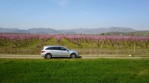 БОЛГАРИЯ. Как цветут персиковые сады?