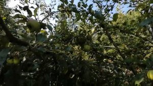 Цикадка белая, как я борюсь. #цикадкабелаямерыборьбы