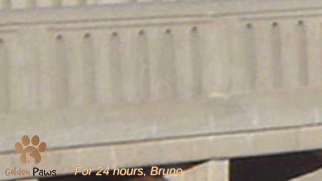 Bear Hanging by a Whisker from Death and Lost 30 Kilos in 24 Hours at Height смотреть онлайн