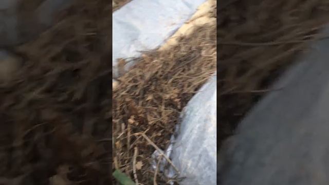 создание малоуходного огорода на глине. начало. май 2022 смотреть онлайн