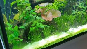 Водоросли!!! Тесты воды. Месяц с момента запуска аквариума 250×60×50 на 750 л. Часть 22