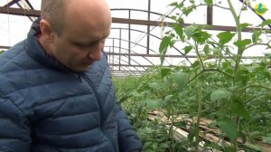 Помидор ЦИТУС F1 - Ранний красный томат на весну. Неприхотливый томат