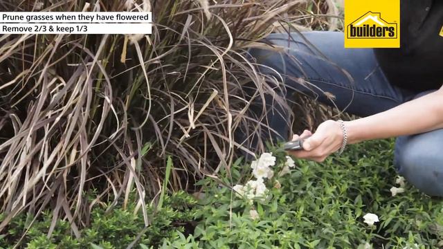 When and How to Prune Your Grasses смотреть онлайн