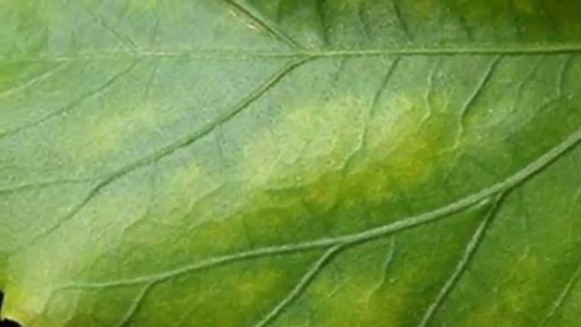 Почему болеет Гибискус. Болезни и лечение Китайской розы. смотреть онлайн