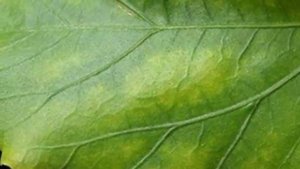 Почему болеет Гибискус. Болезни и лечение Китайской розы.