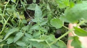 Томат Дракон. Созревание плодов.