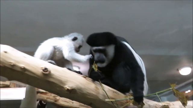 Восточные колобусы с малышами 17.11.2020 смотреть онлайн