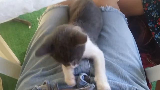 Кота-пес... смотреть онлайн