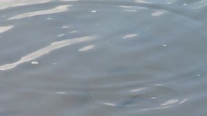 Рыба в карьере рядом с "Бисерово-парк"