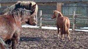 #Лошади #Жеребец соскучился по кабылицам