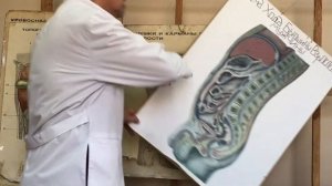 Брюшная полость