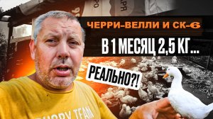 Утки Черри-Велли и СК-6: содержание, кормление и вес в 1 месяц. "Мое Подворье"🦆🦆🦆