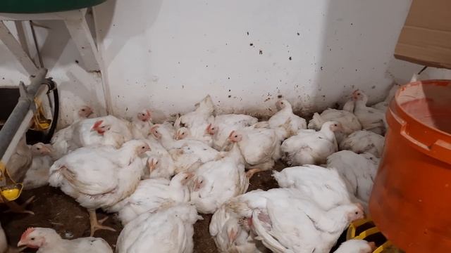 //Супер рецепты для? привес 100гр в день//Взвешивание в 35 дней вес??5,400?//?Мигера поехала// смотреть онлайн