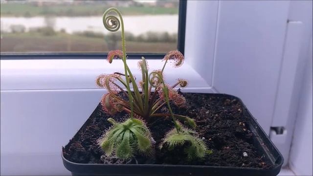 Rozwój pędu kwiatowego - 11 dni w 2,5 min - timelapse x3600 | ROSICZKA смотреть онлайн