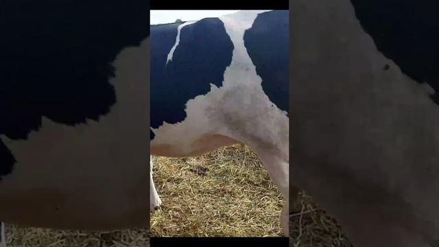 Купить Корову молочной породы купить в России или сравнить цены КРС.mp4