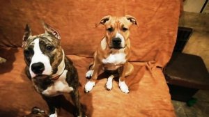 Американский стаффордширский терьер (РКФ), щенки в питомнике Ценный Приз.