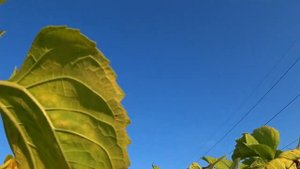 Охота на вяхиря (дикого голубя) в подсолнухе 2020.Очень много налетов.