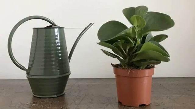 Пеперомия магнолиелистная — уход в домашних условиях смотреть онлайн