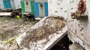 Как подсадить рой в отводок или в другой рой. Подсиливаю отводок пойманным роем.