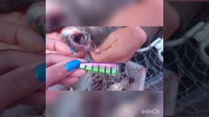 Самая убойная троллинговая блесна на симу