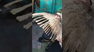 Индоутки. Что можно сделать, чтобы индоутки не летали.