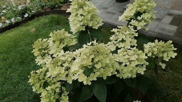 Метельчатая гортензия Пастель Грин. Как за лето изменяется ее вид. смотреть онлайн