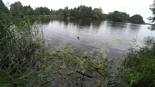 Лунный прогноз клева рыба на неделю с 22 по 31 Августа / Календарь рыбака на неделю Календарь клева смотреть онлайн