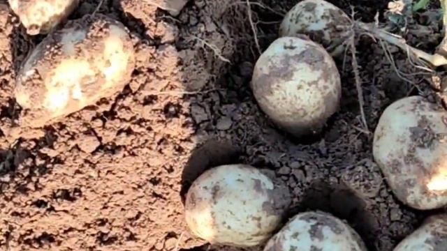 Огромный урожай картофеля сорт Люсинда. Астрахань#potato#shorts#картошка смотреть онлайн