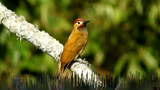 Природа и животный мир Редкие птицы, таких вы точно не видели смотреть онлайн