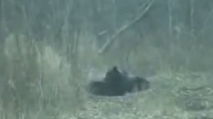 Опасные животные. Дикие животные. Медведь против кабана