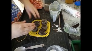 Баклажан "Андрюша". Сажаем проросшие семена в торфяные таблетки.