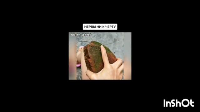 реакция персонажей восхождение в тени на сид Кагенотень