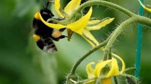 Опыление томатов в теплице – эффективные способы для увеличения завязей