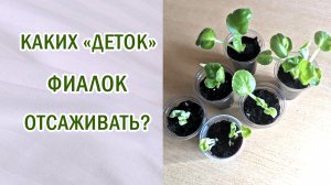 Каких деток фиалки пересаживать. Стоит ли отбраковывать, если большая вероятность "спорта".