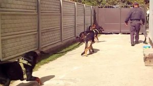 ЗКС ротвейлера ДЮК и..........!!!