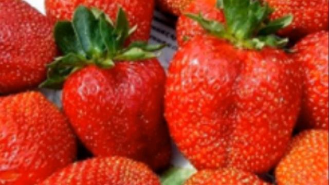 Уход за ремонтантной клубникой особенности и основные правила