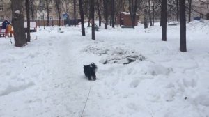 День Глазами Собаки!Йоркширский Терьер!⚜️?❤️