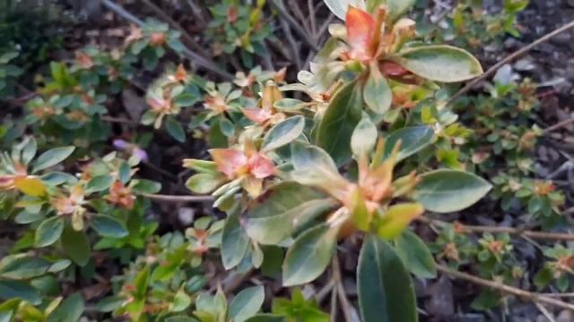 Азалия японская. Как почистить и сделать обрезку после цветения. 06.06.2022 смотреть онлайн