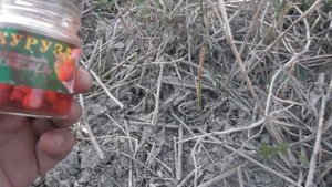 Рыбалка ночная на сазана