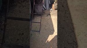 Как спилить дерево и положить его в нужном направлении . Использовал китайскую бензопилу goodluck