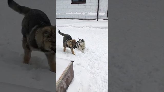 Попала в дружную семью! | Волна