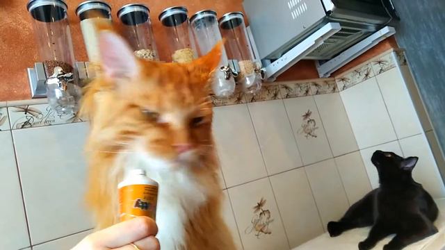 Мейн кун Степа и кот Тихон. Кто-то очень любит витамины!