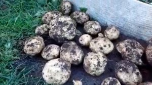 СОРТ КАРТОФЕЛЯ АНТОН. РОЖДЕНИЕ ЗВЕЗДЫ.